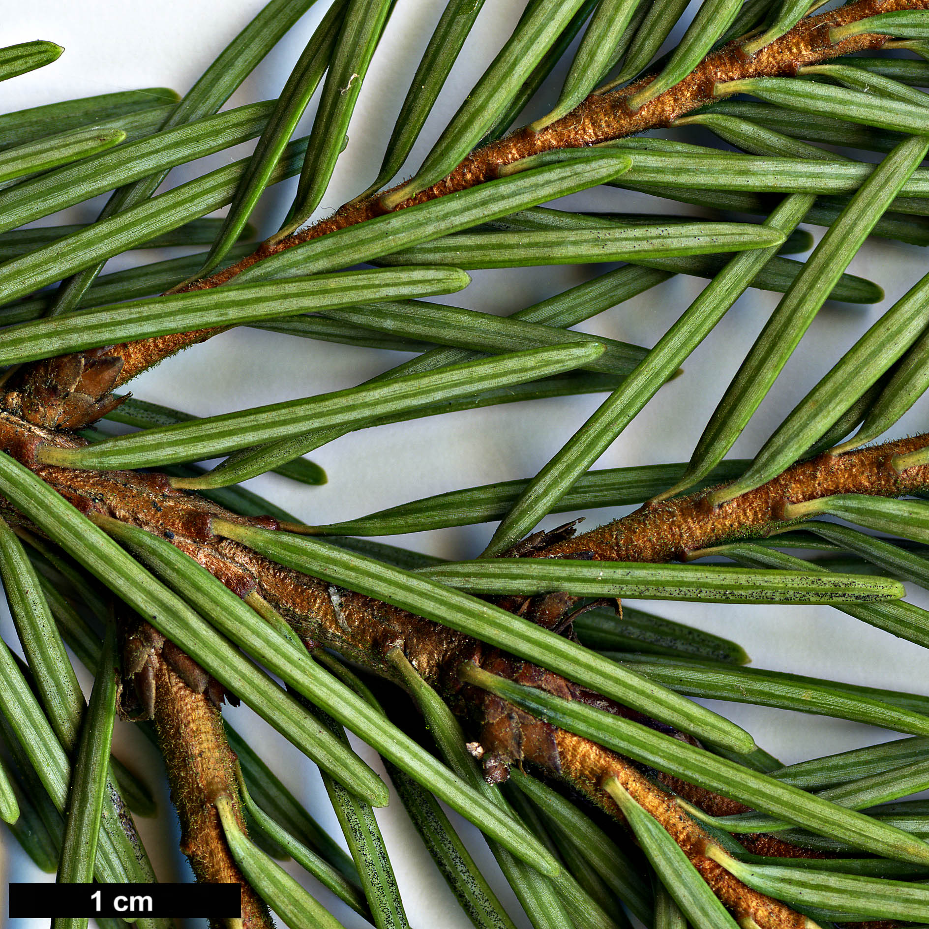 High resolution image: Family: Pinaceae - Genus: Pseudotsuga - Taxon: menziesii - SpeciesSub: var. glauca